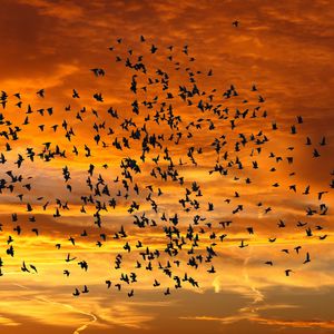 Preview wallpaper birds, silhouettes, sky, flight, sunset, clouds