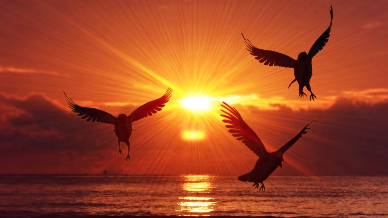 Wallpaper birds, silhouettes, sunrise, sea