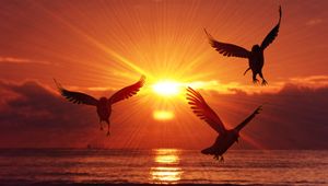 Preview wallpaper birds, silhouettes, sunrise, sea