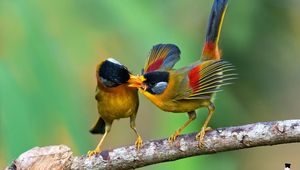 Preview wallpaper birds, silver eared mesia, leiotrichous, food, branch