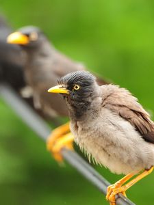 Preview wallpaper birds, sit, feathers, waiting