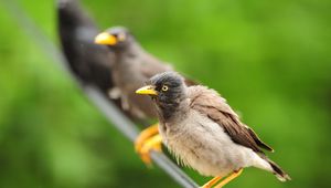 Preview wallpaper birds, sit, feathers, waiting