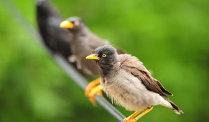 Preview wallpaper birds, sit, feathers, waiting