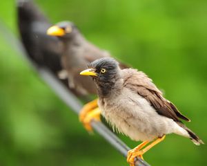 Preview wallpaper birds, sit, feathers, waiting