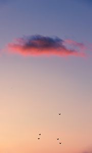 Preview wallpaper birds, sky, cloud, sunset