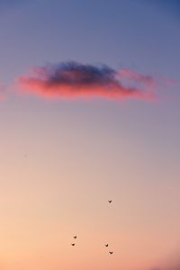 Preview wallpaper birds, sky, cloud, sunset