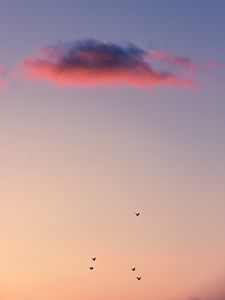 Preview wallpaper birds, sky, cloud, sunset