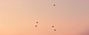 Preview wallpaper birds, sky, cloud, sunset