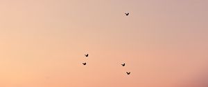 Preview wallpaper birds, sky, cloud, sunset