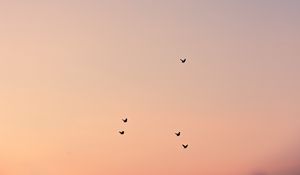 Preview wallpaper birds, sky, cloud, sunset