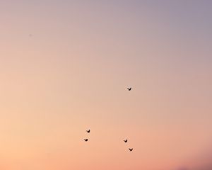 Preview wallpaper birds, sky, cloud, sunset