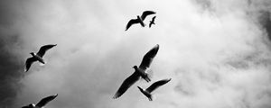 Preview wallpaper birds, sky, flight, clouds, bw