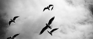 Preview wallpaper birds, sky, flight, clouds, bw