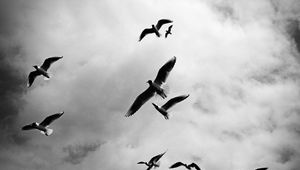 Preview wallpaper birds, sky, flight, clouds, bw