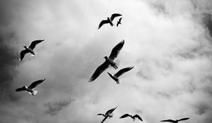 Preview wallpaper birds, sky, flight, clouds, bw