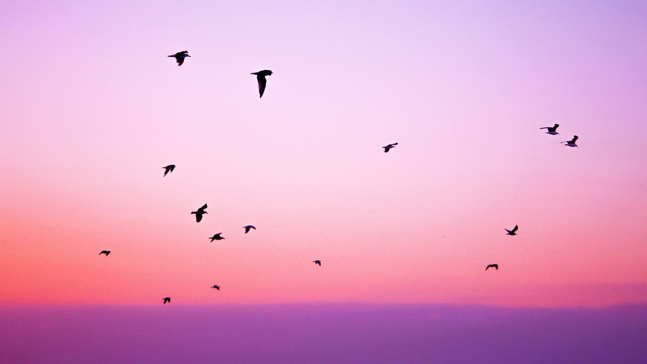 Wallpaper birds, sky, flight, silhouettes