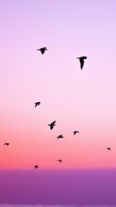 Preview wallpaper birds, sky, flight, silhouettes