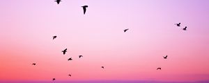 Preview wallpaper birds, sky, flight, silhouettes