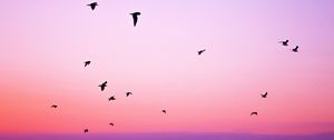 Preview wallpaper birds, sky, flight, silhouettes