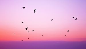 Preview wallpaper birds, sky, flight, silhouettes