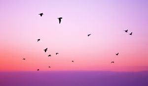 Preview wallpaper birds, sky, flight, silhouettes