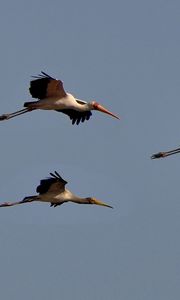 Preview wallpaper birds, sky, flight