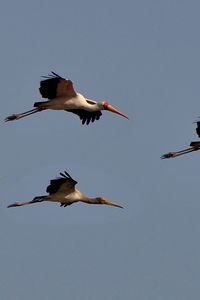 Preview wallpaper birds, sky, flight