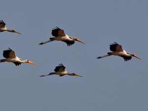 Preview wallpaper birds, sky, flight