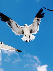 Preview wallpaper birds, sky, flying, white, black