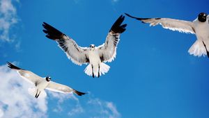 Preview wallpaper birds, sky, flying, white, black