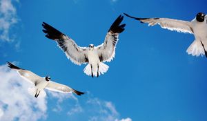 Preview wallpaper birds, sky, flying, white, black