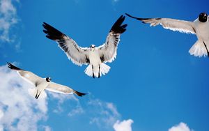 Preview wallpaper birds, sky, flying, white, black