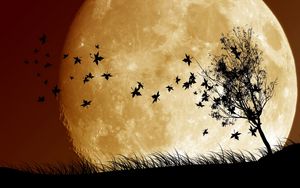 Preview wallpaper birds, sky, planet, moon, shadow