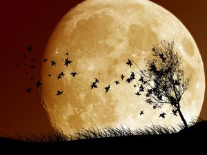 Preview wallpaper birds, sky, planet, moon, shadow