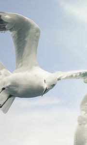Preview wallpaper birds, sky, seagulls, flying, wings, flap