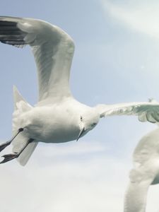 Preview wallpaper birds, sky, seagulls, flying, wings, flap