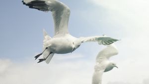 Preview wallpaper birds, sky, seagulls, flying, wings, flap