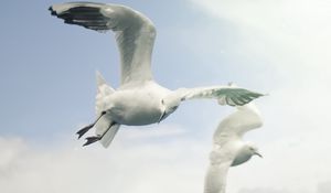Preview wallpaper birds, sky, seagulls, flying, wings, flap
