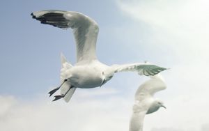 Preview wallpaper birds, sky, seagulls, flying, wings, flap