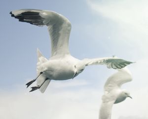 Preview wallpaper birds, sky, seagulls, flying, wings, flap