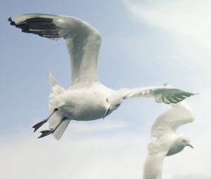 Preview wallpaper birds, sky, seagulls, flying, wings, flap