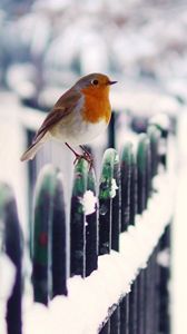 Preview wallpaper birds, snow, fence, winter