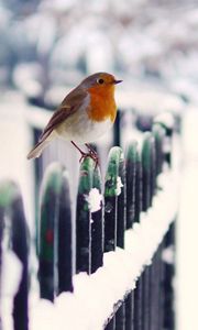 Preview wallpaper birds, snow, fence, winter