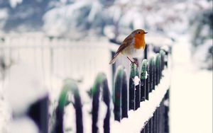 Preview wallpaper birds, snow, fence, winter