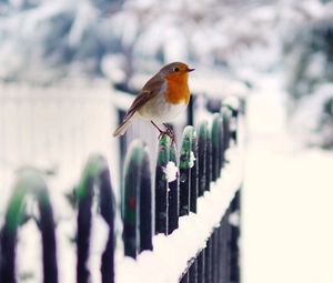 Preview wallpaper birds, snow, fence, winter