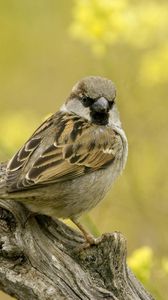 Preview wallpaper birds, sparrow, sitting, branch