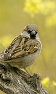 Preview wallpaper birds, sparrow, sitting, branch