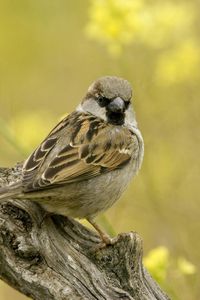 Preview wallpaper birds, sparrow, sitting, branch