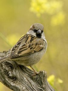 Preview wallpaper birds, sparrow, sitting, branch