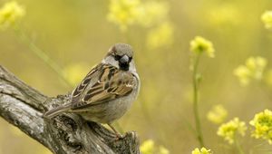 Preview wallpaper birds, sparrow, sitting, branch